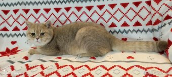 Britské mačiatka❤️ s PP extra kvalita - 5