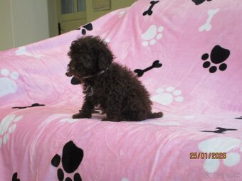 Pudel toy čokoláda - 5