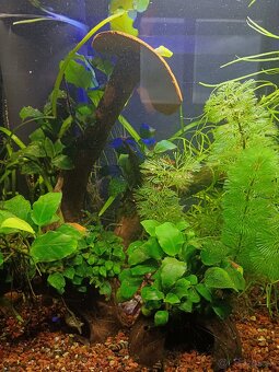 30l akvarium - 5