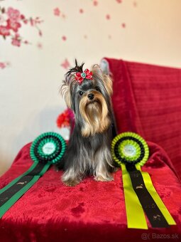 Yorkshire terrier, york s PP - 5