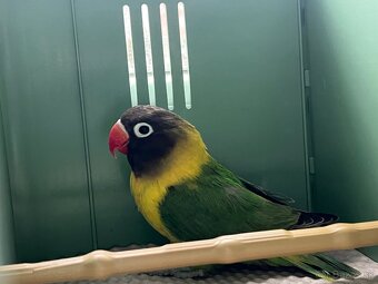 Predam Agapornisi Škraboškove - 5