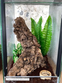 Terária, terárium - 5