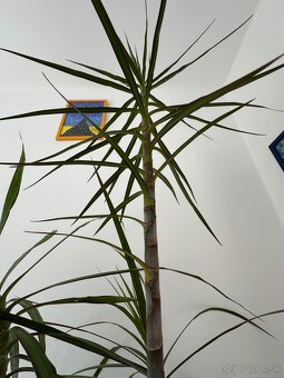 Predám č.10 Dracaenu marginatu 2metrovú za 50eur - 5