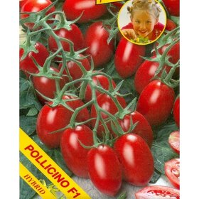 Priesady planty paradajok - 5