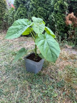 Sadenice Paulownia - 5
