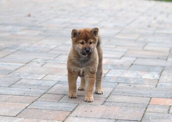 Shiba inu šteniatka s PP - 5