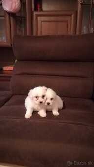Maltezák malého vzrastu - 5