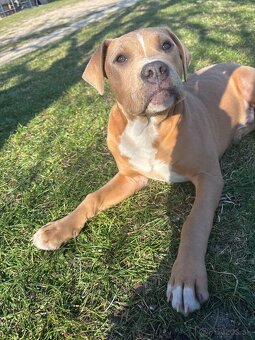 Americký stafordsirsky terier, Stafford, amstaf - 5