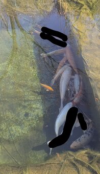 Koi kapre / koi kapor na predaj - 5