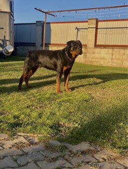 Rotvajler, Rtw, Rottweiler - 5