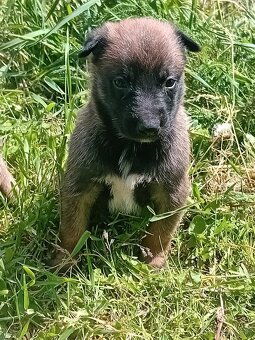 Predám belgický ovčiak malinois - 5