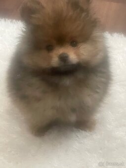 Pomeranian - 5