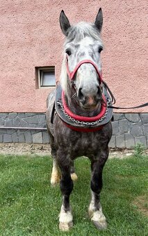 Tažny žrebec 3r. - 5
