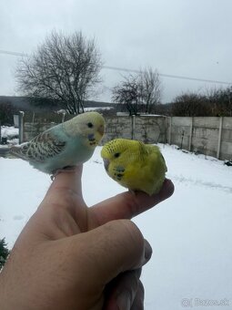 Andulky mlada Maznačik - 5