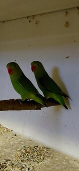 Predám odchov 2025 - 5