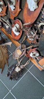 Trofeje a preparáty - 5