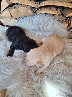 Labrador šteniatka rezervácia,už iba psík je voľný - 5