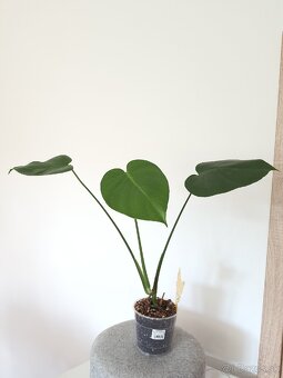 Monstera deliciosa - 5