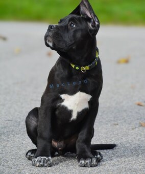 Cane Corso s PP (FCI) - 5