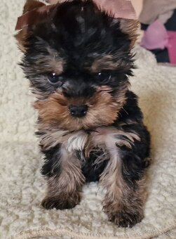 yorkshire terier - 5