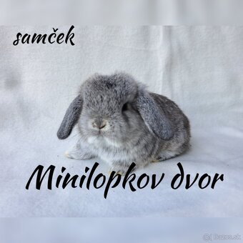 Minilop mláďatká - 5