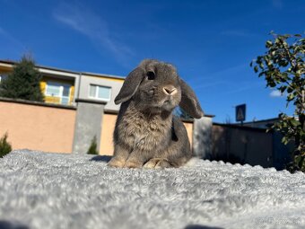 🩷Minilop zakrsly kralik 🐰🩷 - 5