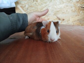 Morské prasiatko - morča - 5