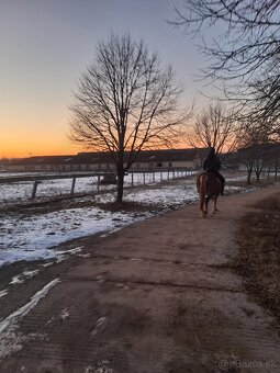 Ustajnenie koní - 5