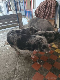 Predám 4 mesačné prasatá - 5