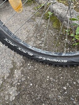 Predam ctm Willy 24” - 5