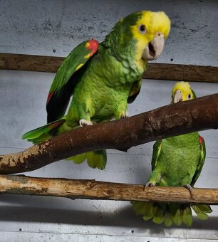 Amazoňan oratrix - 5