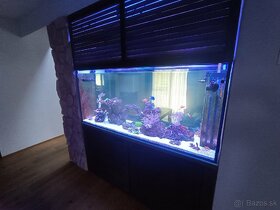 Morské akvárium 700l - 5