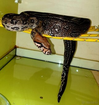 Veľhad královský Boa Constrictor - 5