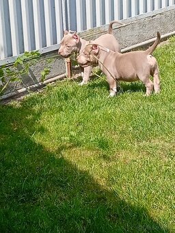 American bully pocket - 5