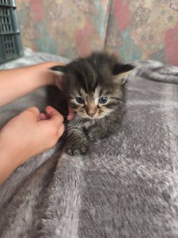 Maine coon - 5