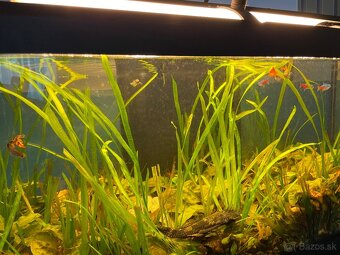 Predám kompletne zariadené 100 litrové akvárium - 5