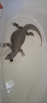 Varanus exanthematicus - 5