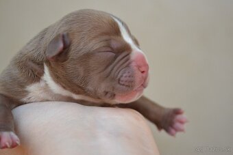 American bully - 5
