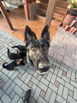 Nemecky ovčiak šteniatka - 5