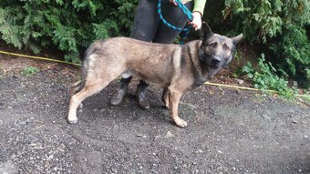 Nemecký belgický ovciak - 5