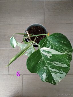 Monstera albo variegata - 5