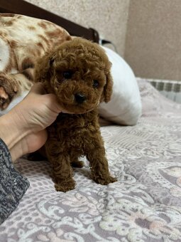 Toy pudel , pudlik. - 5