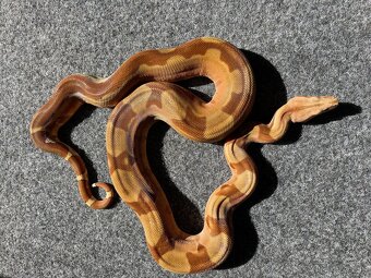Veľhad kráľovský , Boa constrictor - 5