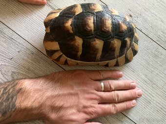 Testudo Marginata - 5