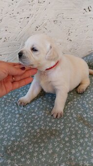 Labrador s PP žlté a čierne šteniatka - 5
