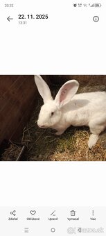 Drínovsky Biely Králik Modrooký - 5