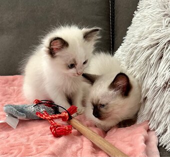 Ragdoll - 5