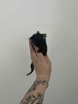 Osmak degu s klietkov - 5