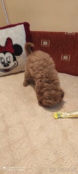 Pudel Trpaslíči - 5