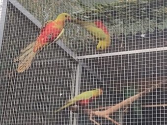 Papagáj Královský žltý predaj - 5